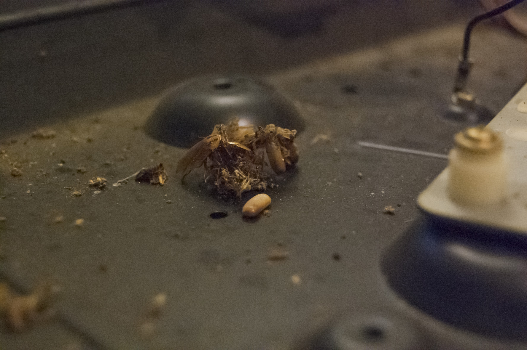 Détail des nuisibles dans le mécanisme